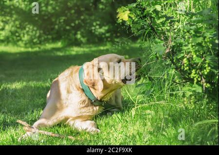 Dog Labrador retriever lies on grass and eats grass. Stock Photo