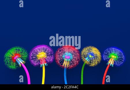 Bouquet of five flowers of blossoming dandelions of unusual colorful colors. Bright multi-colored abstract dandelions on a blue background. Creative c Stock Photo