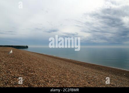 Seagull walking on shingle beach, Marine Parade, Folkestone, Kent, England, United Kingdom Stock Photo