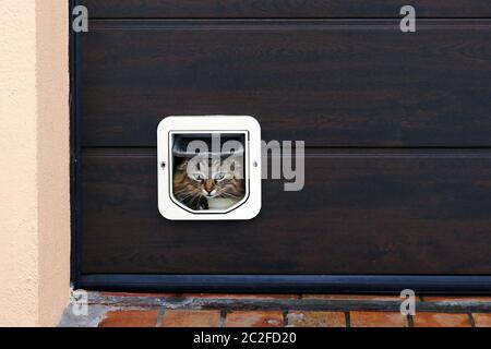 A cat goes through a cat flap. Norwegian Forest Cat in front of a Cat Flap Stock Photo