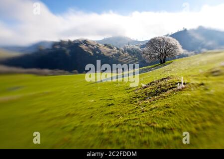 LB00132-00...OREGON - Trees along North Bank Road in Roseburg. Stock Photo