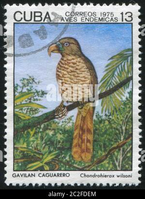 CUBA - CIRCA 1975: stamp printed by Cuba, shows Chondrohierax wilsoni, circa 1975 Stock Photo