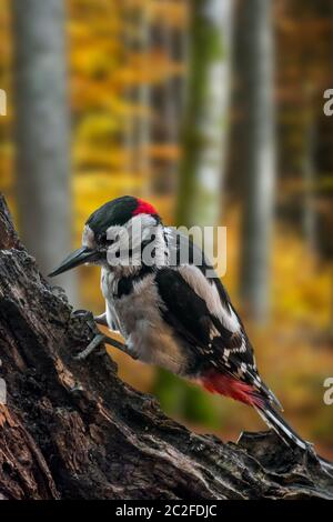 Great spotted woodpecker / greater spotted woodpecker (Dendrocopos major) male hammering on tree stump in autumn forest Stock Photo