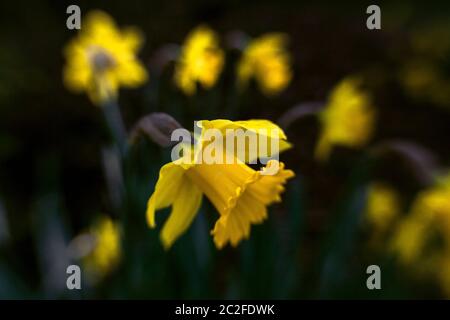 LB00162-00....WASHINGTON - LensBaby image of a yellow daffodil. Stock Photo