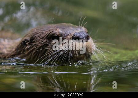 Canadian otter, also called North American river otter (Lontra canadensis),  northern river otter and river otter (lutra canadensis)  close up in water head in water Stock Photo