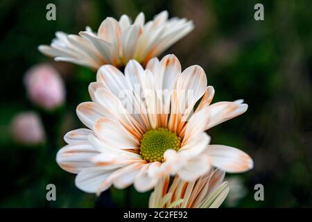 LB00184-00...WASHINGTON - LensBaby image of  daisy flowers. Stock Photo