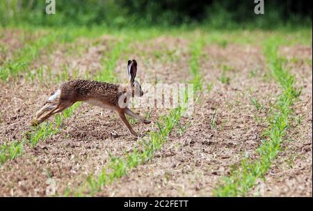 Field phase Lepus europaeus in stretched gallop Stock Photo