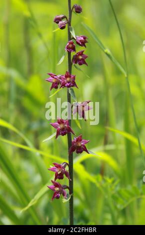 Rare Cephalanthera rubra orchid in Transylvania Romania. Cephalanthera rubra, known as red helleborine, is an orchid found in Europe, North Africa and Stock Photo