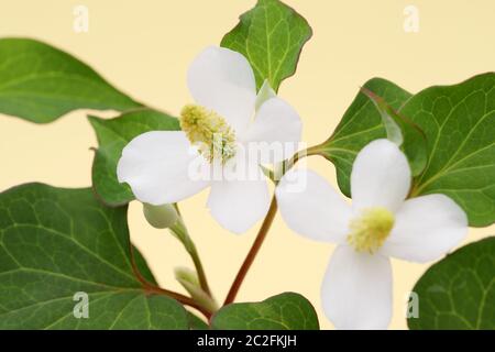white flower of a houttuynia cordate plant Stock Photo