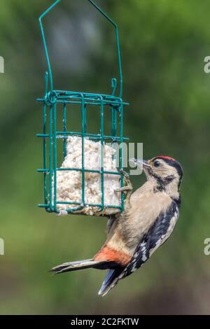 Juvenile great spotted woodpecker, Dendrocopos major, eating fat from a garden bird feeder. Stock Photo