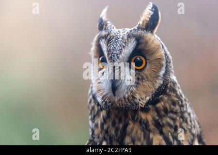 Portrait of Long-eared Owl closeup. Horizontally. Stock Photo