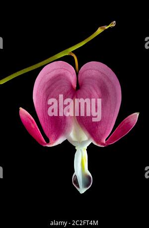Focuse stacked macro of a  single red bleeding heart floer on a stem with a black background Stock Photo