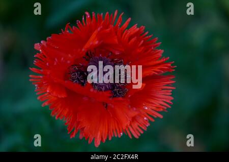 Papaver orientale, the Oriental poppy flower close up Stock Photo