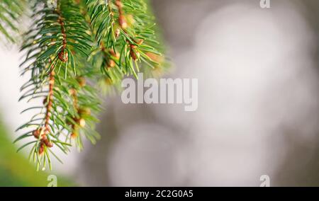 Young coniferous cone buds growing on spruce tree branch in spring, shallow depth of field photo, space for text right side Stock Photo