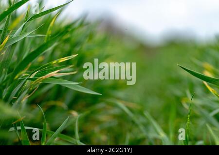 Wheat shoots with septoria. Crop loss due to plant diseases Stock Photo