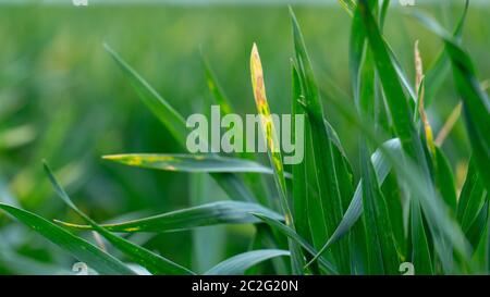 Wheat shoots with septoria. Crop loss due to plant diseases Stock Photo