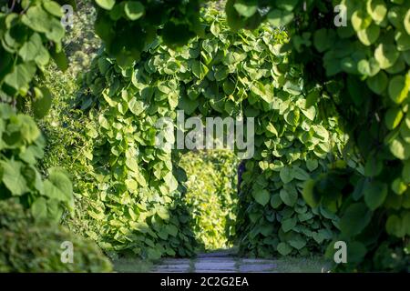 Asarum europaeum. Use of twisted plants in landscape design Stock Photo