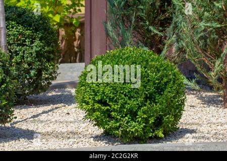 Lawn with plants. Boxwood, evergreen foliage plant Stock Photo