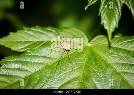 A harvester (harvestman, daddy longleg, Opiliones) sitting on a green leaf in direct sunlight Stock Photo