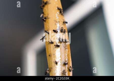 Dead Flies On Sticky Tape. Flypaper, sticky tape. Flies stuck. Trap for flies, insects. Flypaper, sticky tape. Flies stuckTrap f Stock Photo