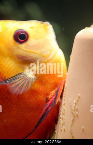 Discus Fish Larvae portrait of a red tropical Symphysodon discus fish in an aquarium Stock ...
