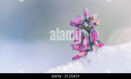 Calluna vulgaris Erica carnea winter heath in the snow Stock Photo