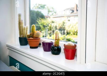 Various types of cactus on the white windowsill, modern interior home, various colors, green house plants Stock Photo