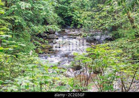 Fast flowing mountain river stream seen from atop through the thick forest foliage. Vancouver, Canada. Stock Photo