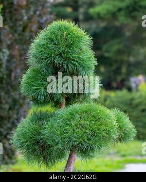 Cultivar dwarf mountain pine Pinus mugo var. pumilio in the rocky garden Stock Photo