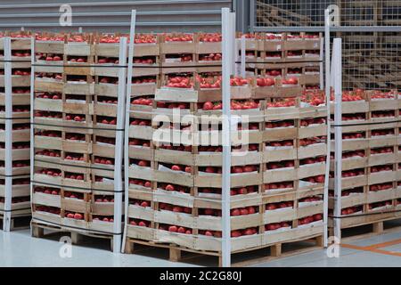 Crates of Tomato at Pallets in Warehouse Stock Photo