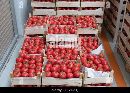 Crates of Red Tomatoes in Warehouse Storage Stock Photo