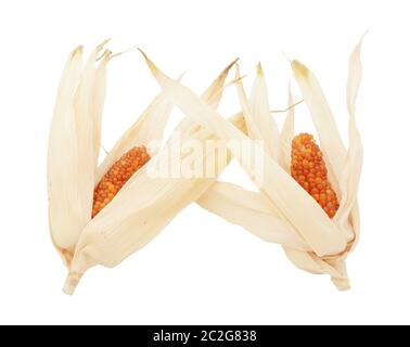 Two cobs of ornamental Indian corn with red niblets and dried husks, on a white background Stock Photo