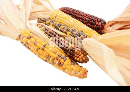 Five multicoloured ornamental flint corn cobs arranged diagonally, with red, yellow and brown niblets and dried maize husks, on a white background Stock Photo