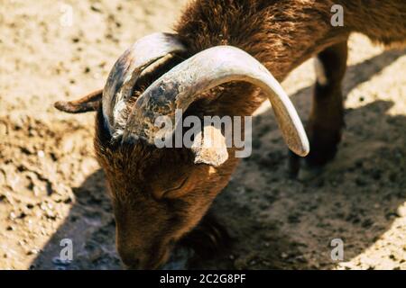 View of domestic goat, a subspecies of C. aegagrus domesticated from ...