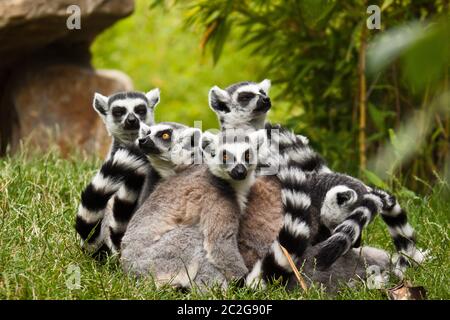 ring-tailed lemur (lemur catta) Stock Photo