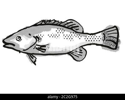 Retro cartoon style drawing of a Trout Cod  , a native Australian marine life species viewed from side on isolated white background done in black and Stock Photo