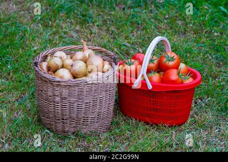 Tomatoes and onions harvest in a baskets. Stock Photo
