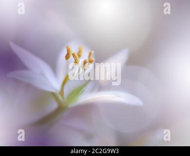 Beautiful macro shot of magic flowers.Border art design. Magic light.Extreme close up macro photography.Conceptual abstract image.Violet and White Background.Fantasy Art.Creative Artistic Wallpaper.Beautiful Nature Background.Amazing Spring Flower.Water d Stock Photo