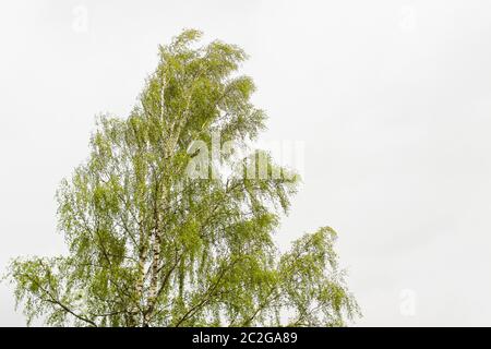 Birch tree with juicy green leaves on white background. Stock Photo
