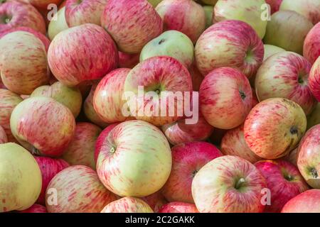 Top view on a pile of red and yellow fresh apples as an organic background - autumn garden harvest. Melba variety close-up. Selective focus, space for Stock Photo