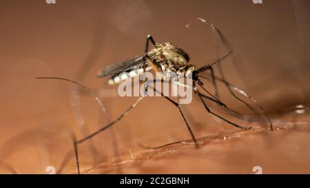 Mosquito drinks blood from a person macro Stock Photo