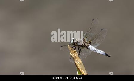 Libellula depressa Broad-bodied Chaser A beautiful gray dragonfly sits on a broken tree branch above the water Stock Photo