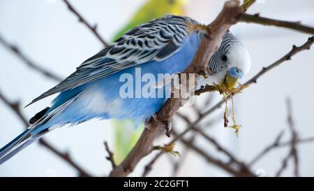 The male budgerigar sits on a tree branch and eats the bark of a tree Stock Photo