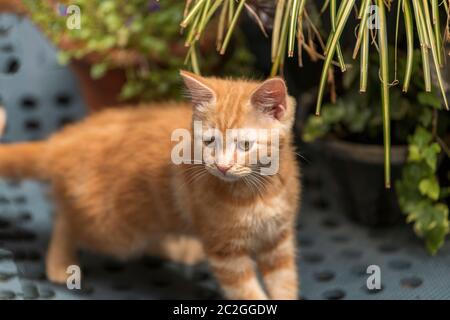 Little kitten is sniffing flower and grass Stock Photo