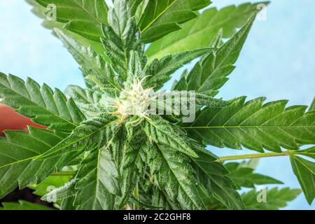 Flowering cannabis plant with trichomes, a close-up shot Stock Photo