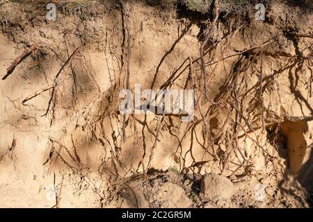 roots of pine sticking out of the ground, close up Stock Photo