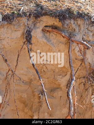 roots of pine sticking out of the ground, close up Stock Photo