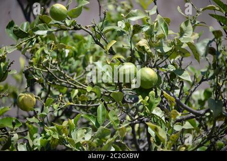 yellow lemons at the lemon tree, Province of Alicante, Costa Blanca, spain Stock Photo
