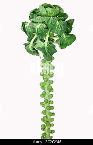 Brussels sprouts on a bush Vegetables, fresh healthy mini cabbage. Stock Photo