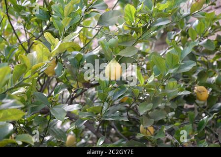 yellow lemons at the lemon tree, Province of Alicante, Costa Blanca, spain Stock Photo